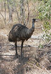 Emu